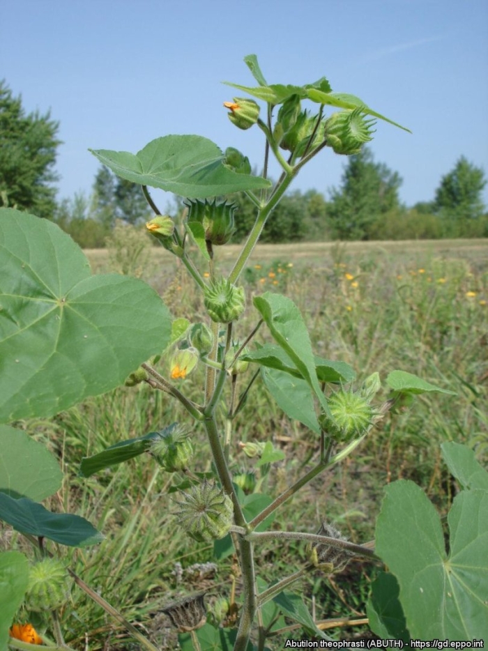 Abutilon theophrasti