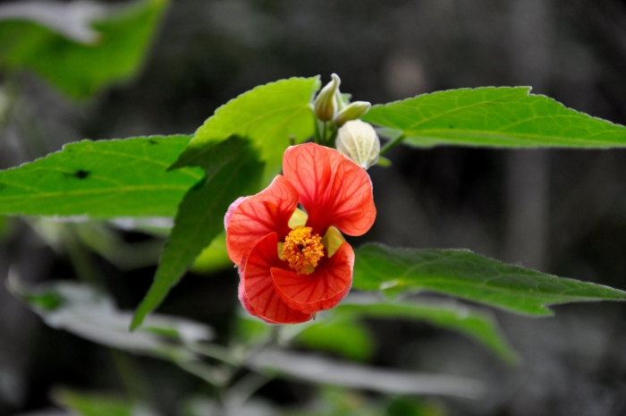 Абутилон гибридный