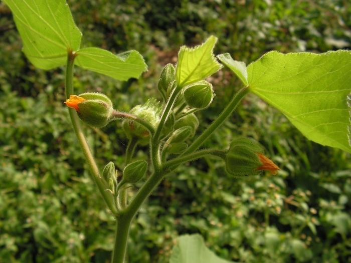 Abutilon theophrasti