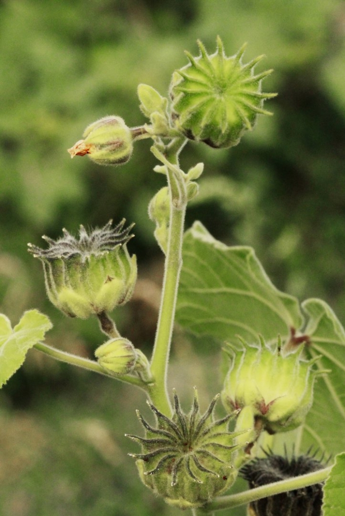 Abutilon theophrasti