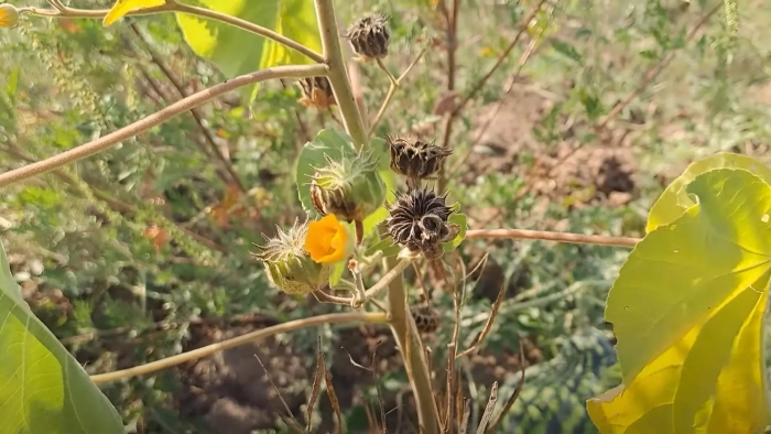Abutilon theophrasti