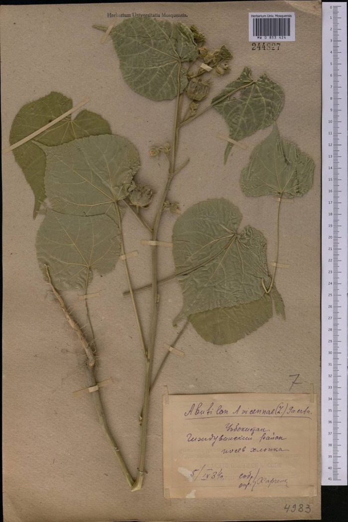 Abutilon theophrasti