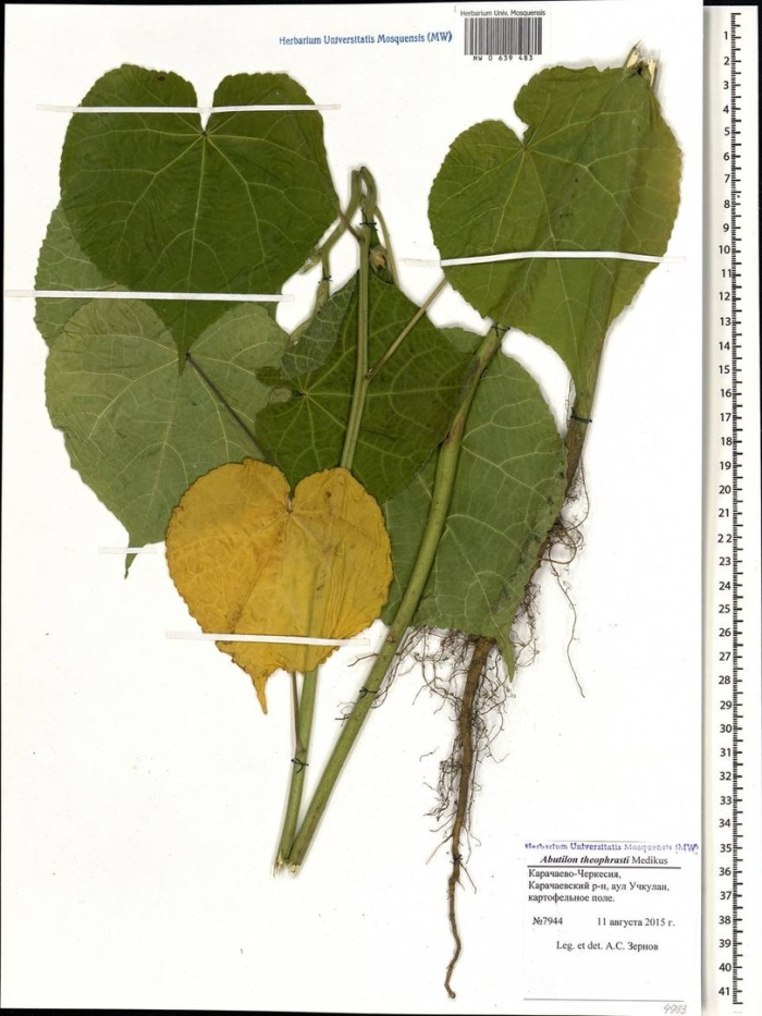 Луносемянник даурский амурский плющ