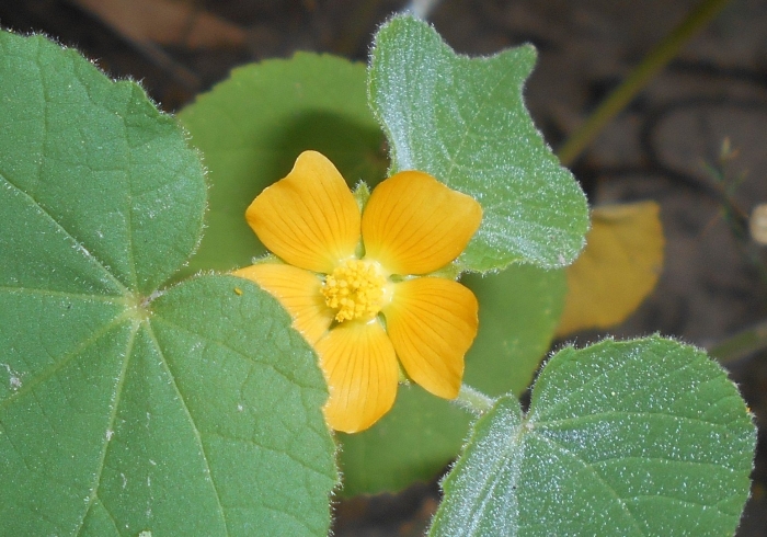 Abutilon theophrasti