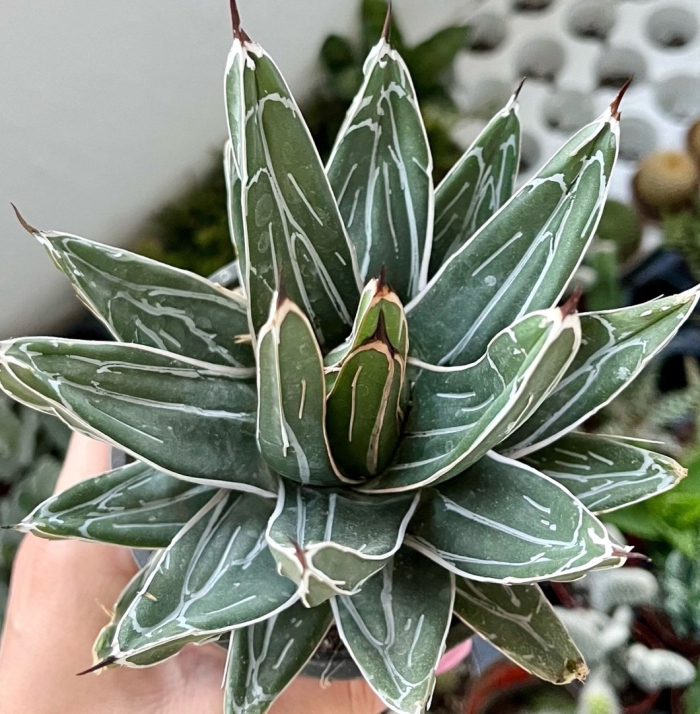 Agave victoriae reginae