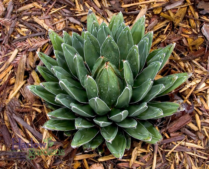 Agave parryi var truncata