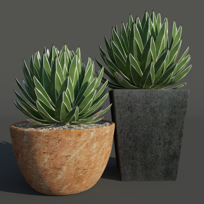 Суккулент агава