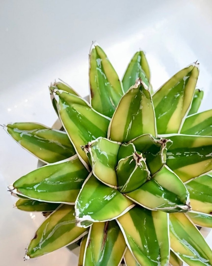 Agave victoriae reginae