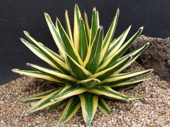 Агава американская вариегатная