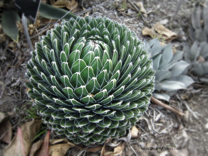 Кактус суккулент