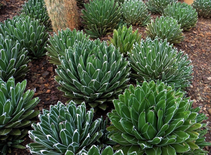 Agave victoriae reginae