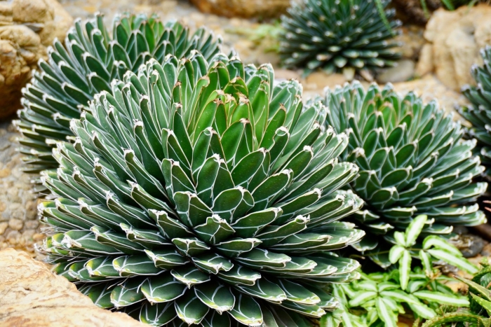 Agave victoriae reginae