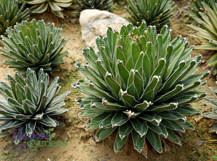 Agave victoriae reginae
