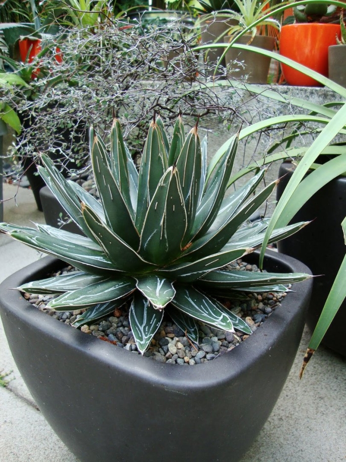 Агава домашнее растение