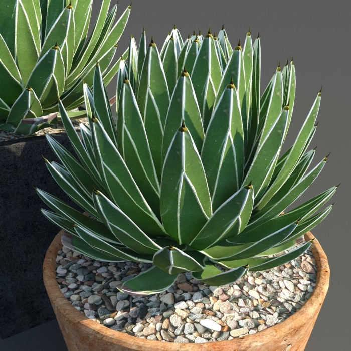 Агава королева виктория