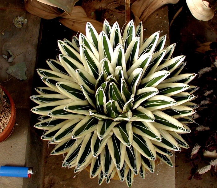 Agave victoriae reginae