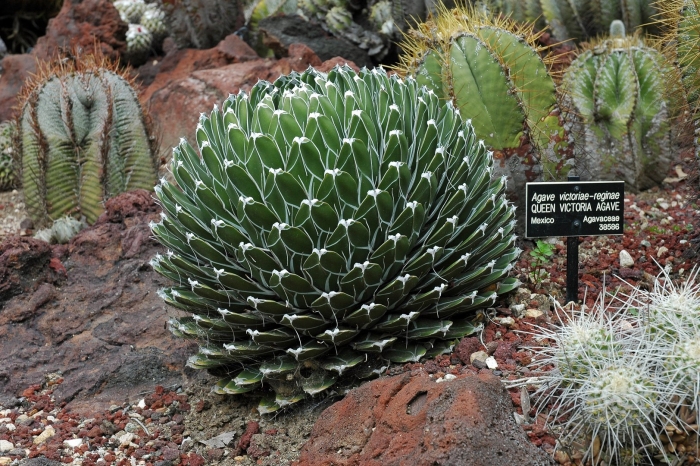 Agave victoriae reginae