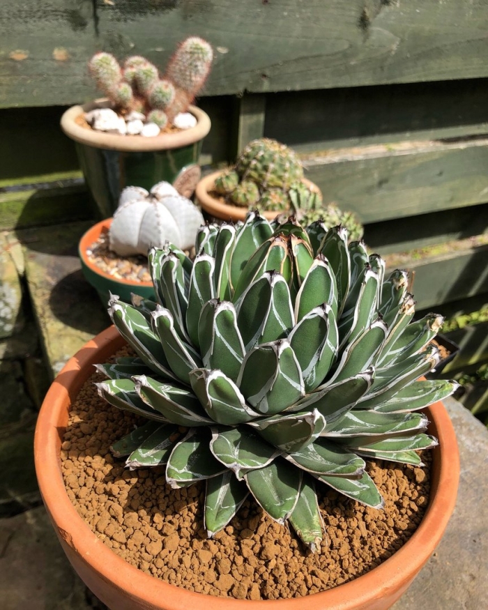 Агава королевы виктории компактная