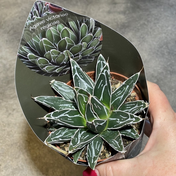 Agave victoriae reginae