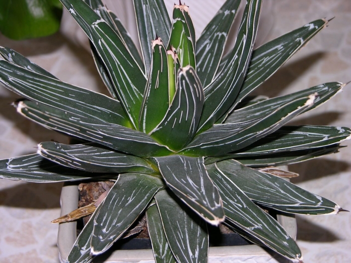 Агава королева виктория