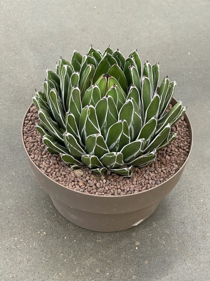 Агава королева виктория цветок