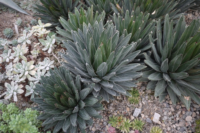 Agave victoriae-reginae sun king