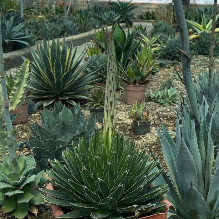 Agave ghiesbreghtii