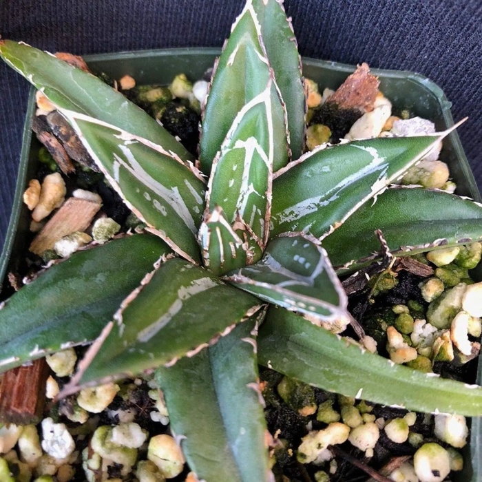 Агава potatorum variegata