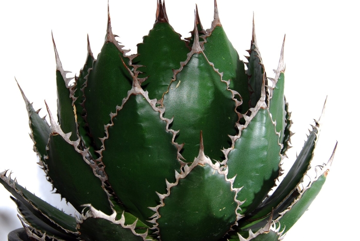 Агава хоррида