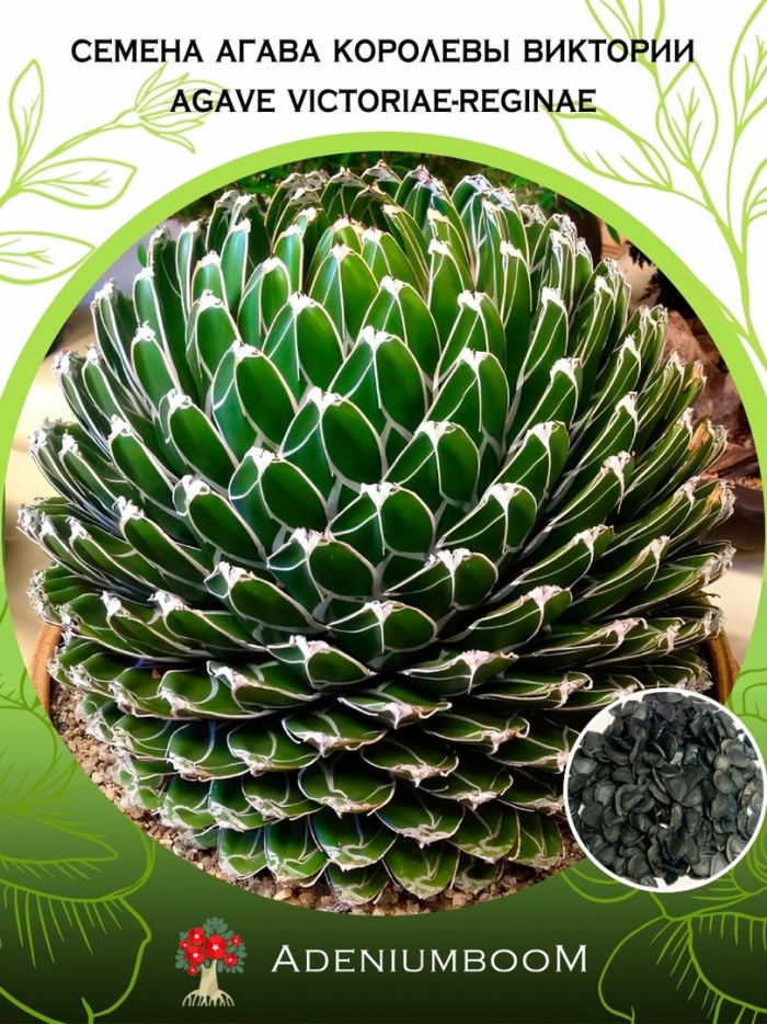 Agave victoriae reginae