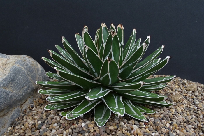 Agave victoriae reginae