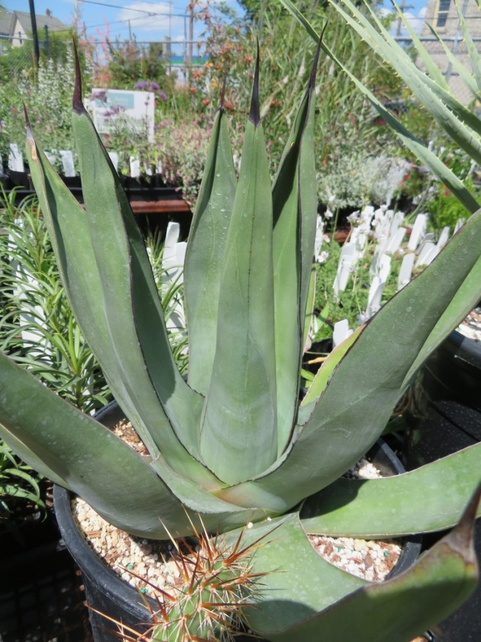 Агава вильморена