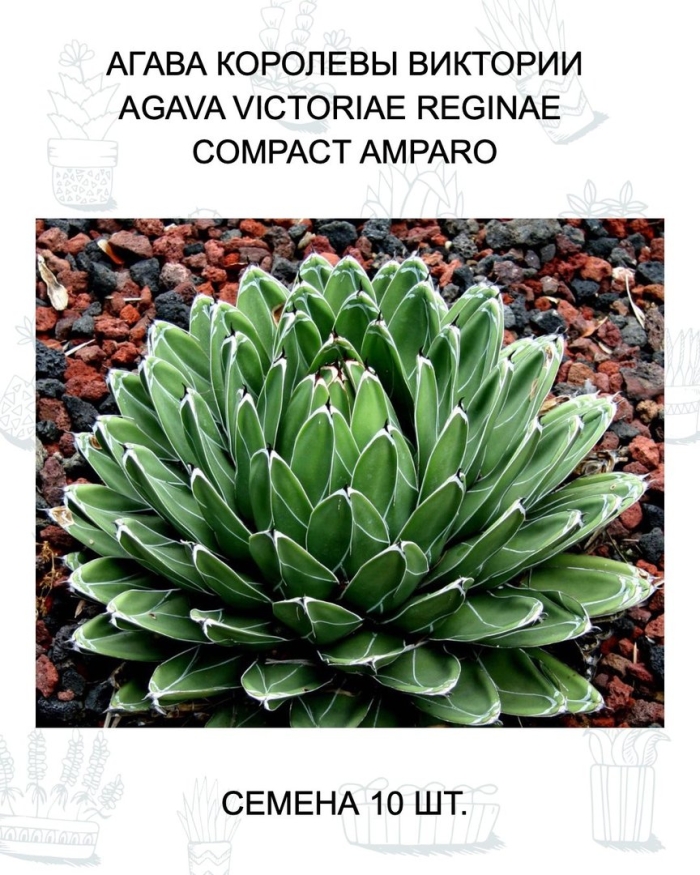 Agave victoriae reginae