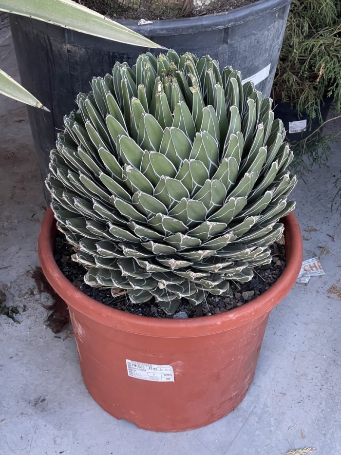 Агава растение комнатное