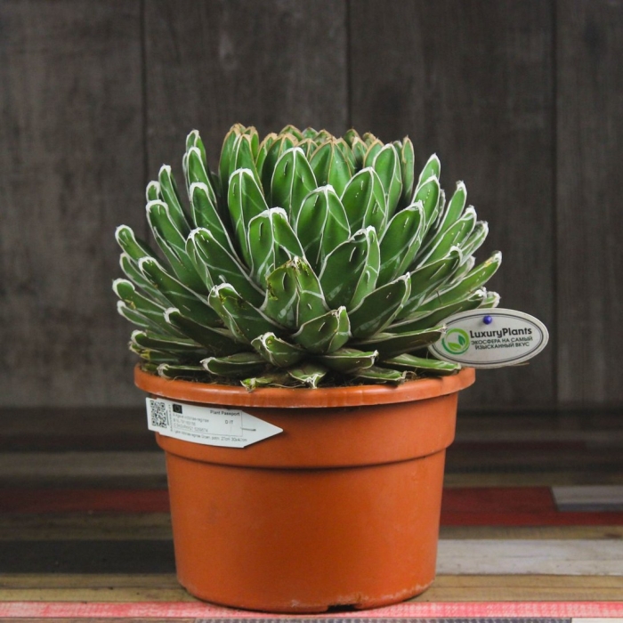 Агава домашняя