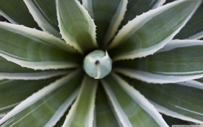 Agave angustifolia