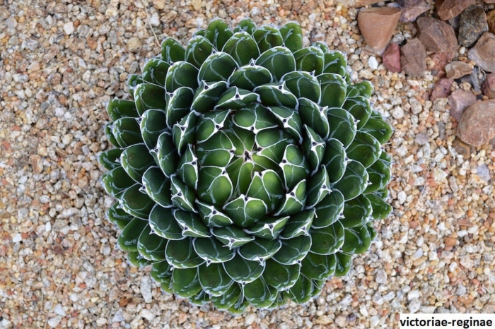 Agave victoriae reginae