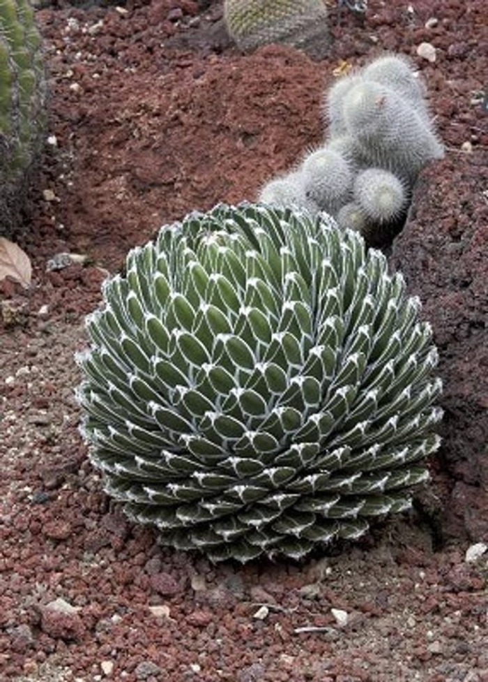 Agave victoriae reginae