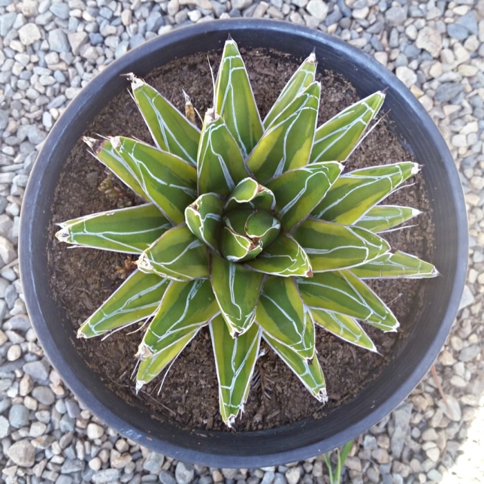 Agave victoriae reginae