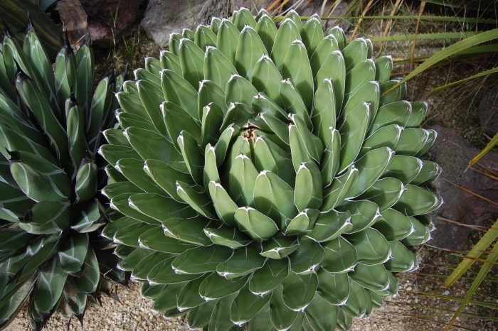 Agave victoriae reginae himesanoyuki