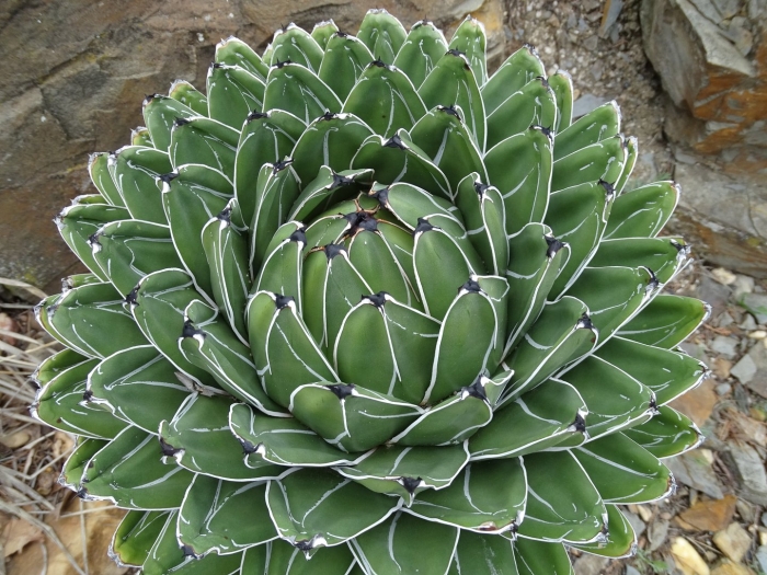 Agave victoriae reginae