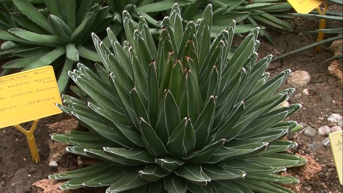 Агава victoriae reginae