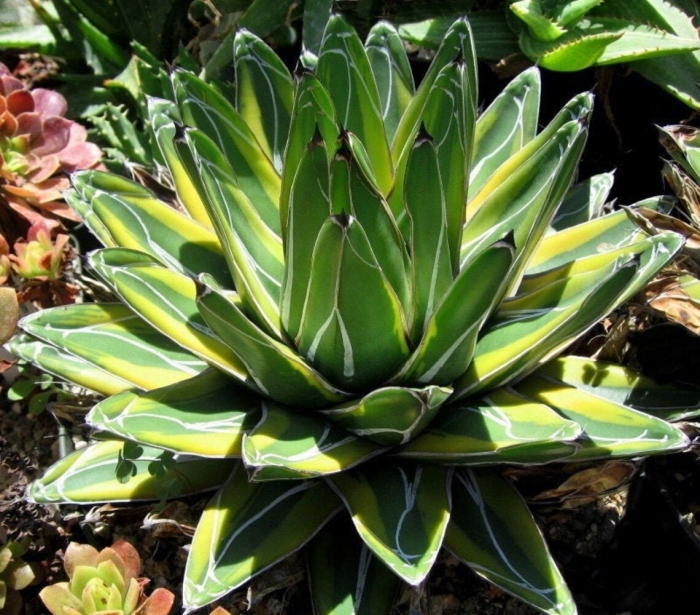Agave victoriae reginae