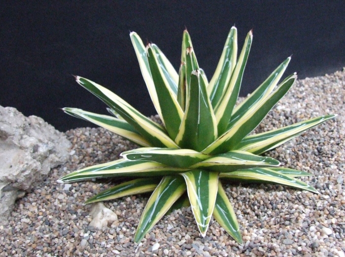 Агава вариегатная