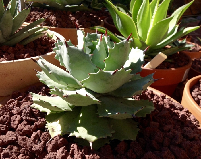 Agave potatorum kichiokan
