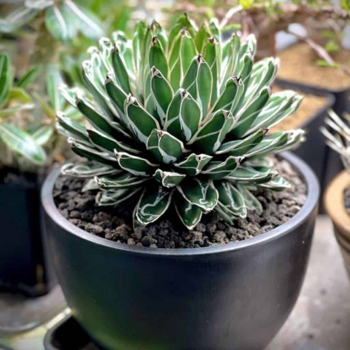 Цветок агава