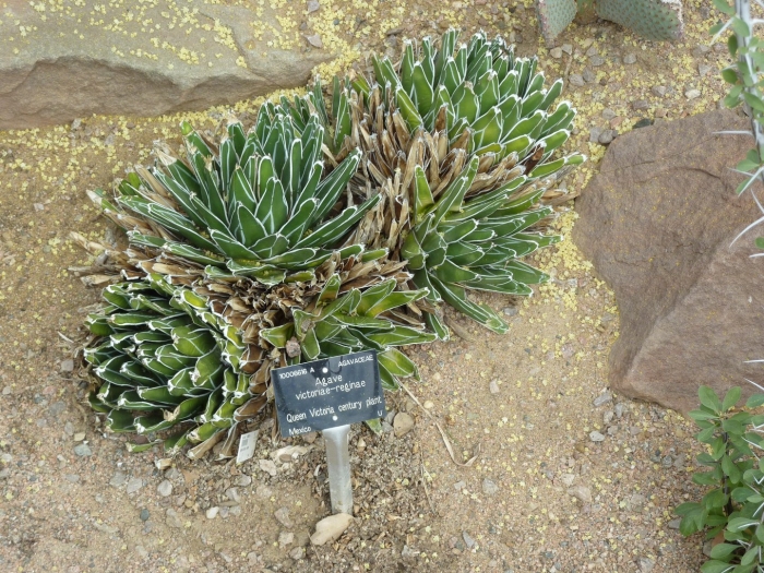 Agave victoriae reginae