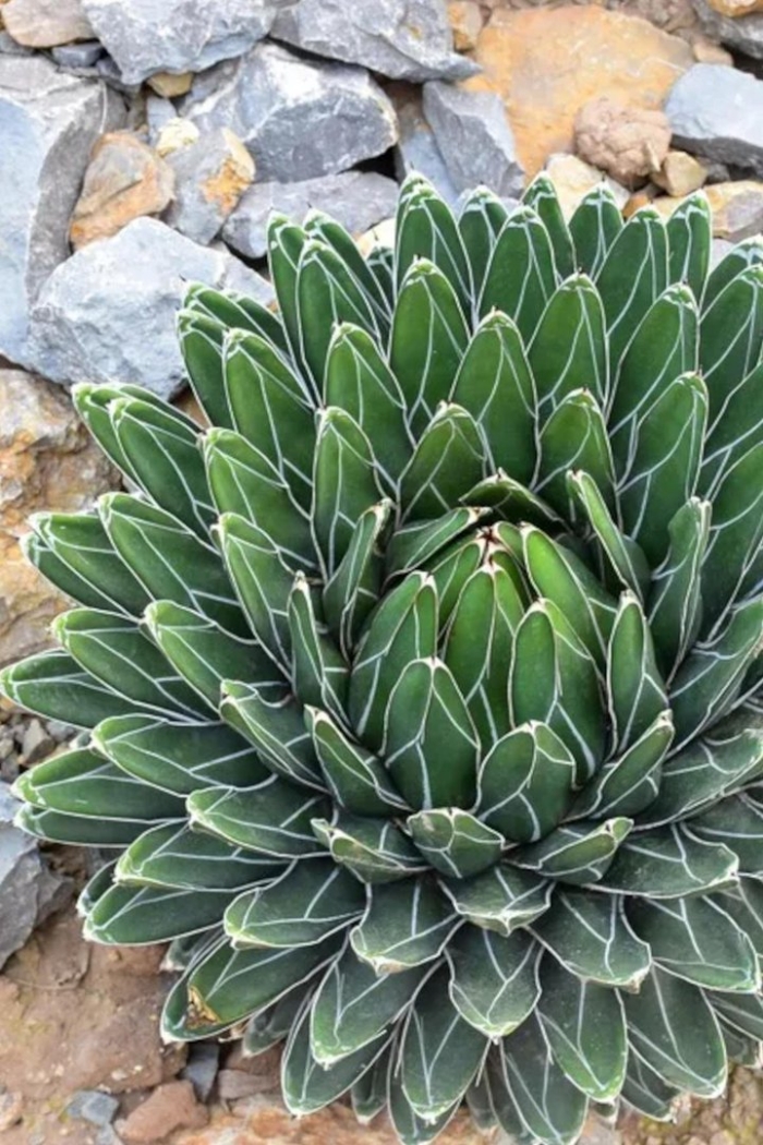 Agave victoriae reginae