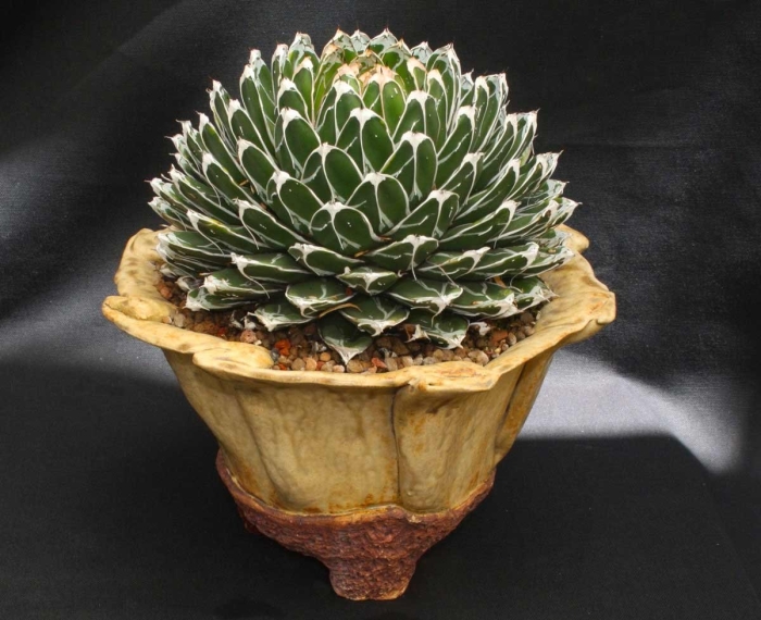 Agave victoriae reginae