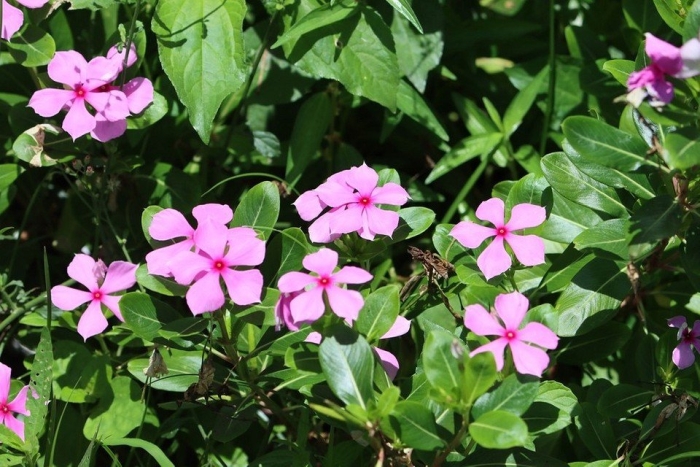Catharanthus roseus